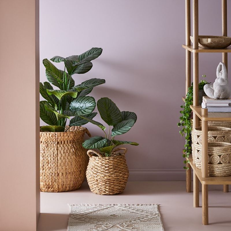 Calathea Potted Plant 120cm