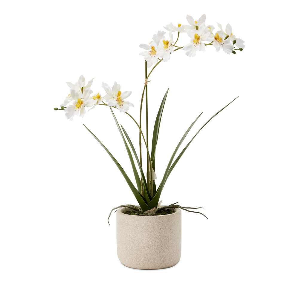 Potted White Orchid
