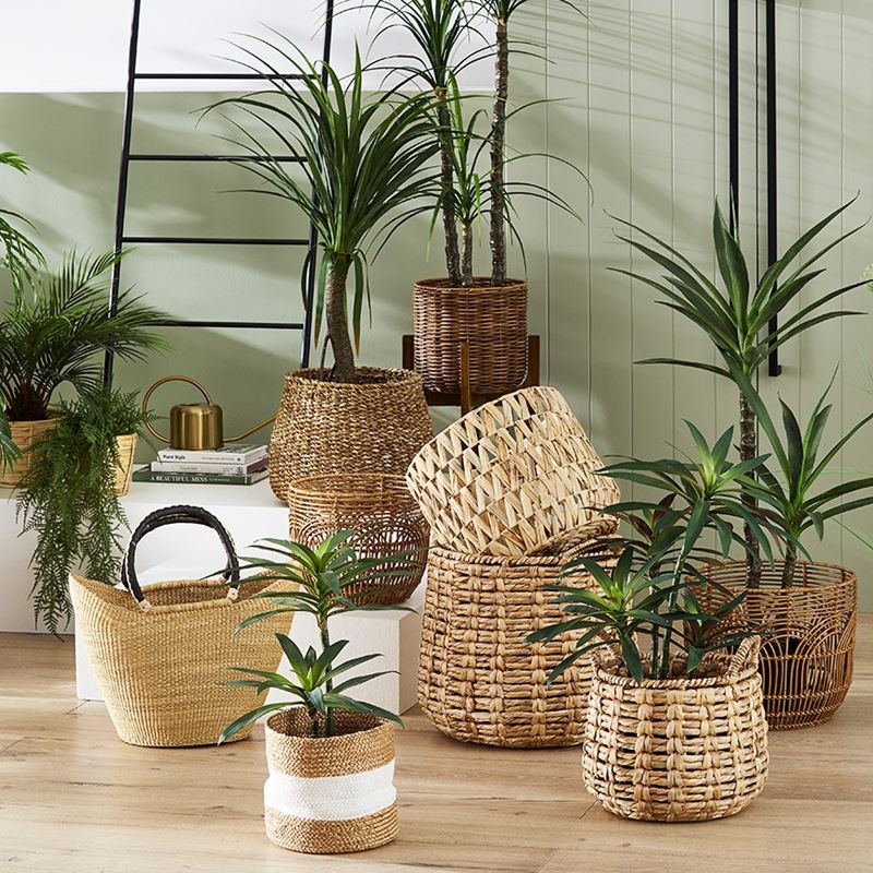 Heneken Potted Plant 110cm