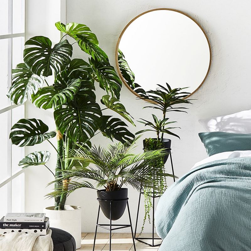 Monstera 3 Stem Potted Plant  150cm