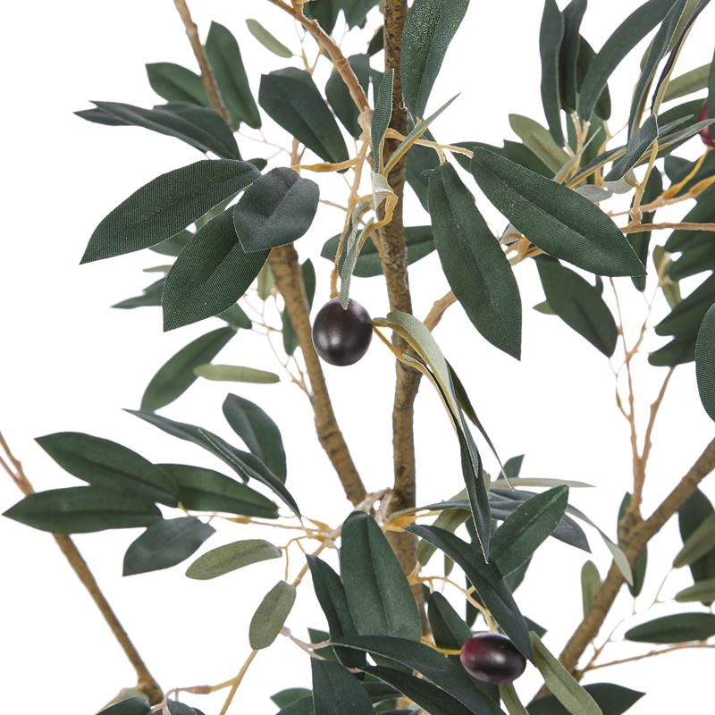 Potted Olive Tree