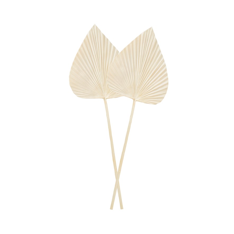 Winter White Fan Stem