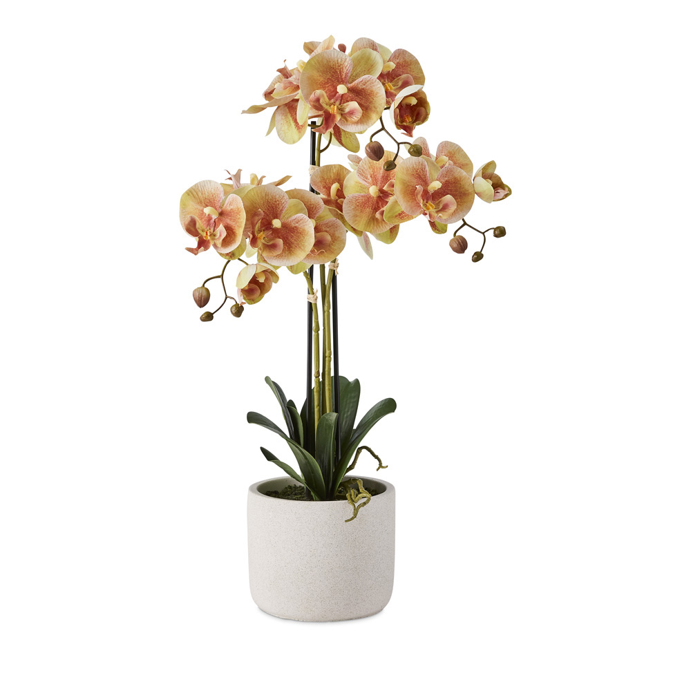 Green 3 Stem Orchid