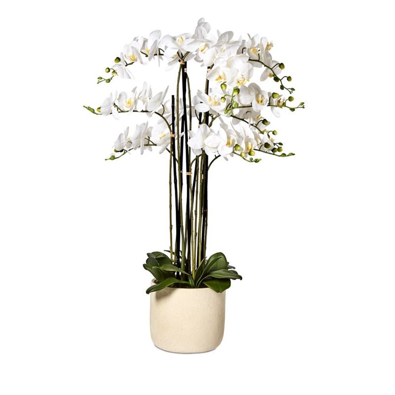 White Orchids