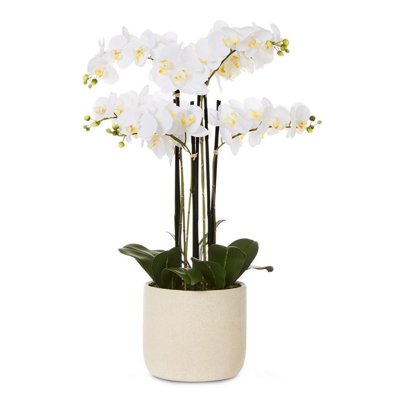 White Orchids