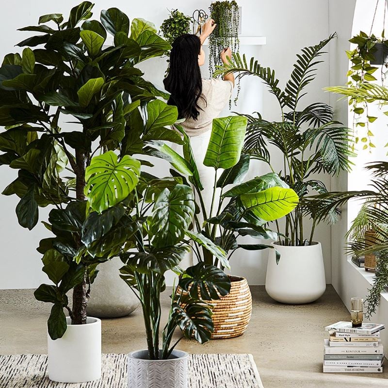 Fiddle Fig Potted Plant 190cm