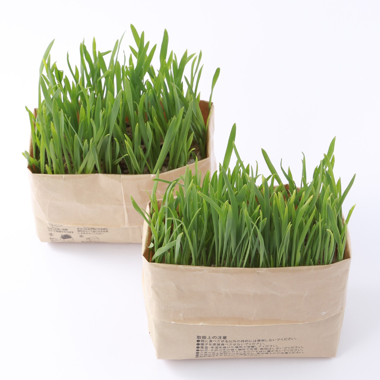 猫草栽培セット　２個入り