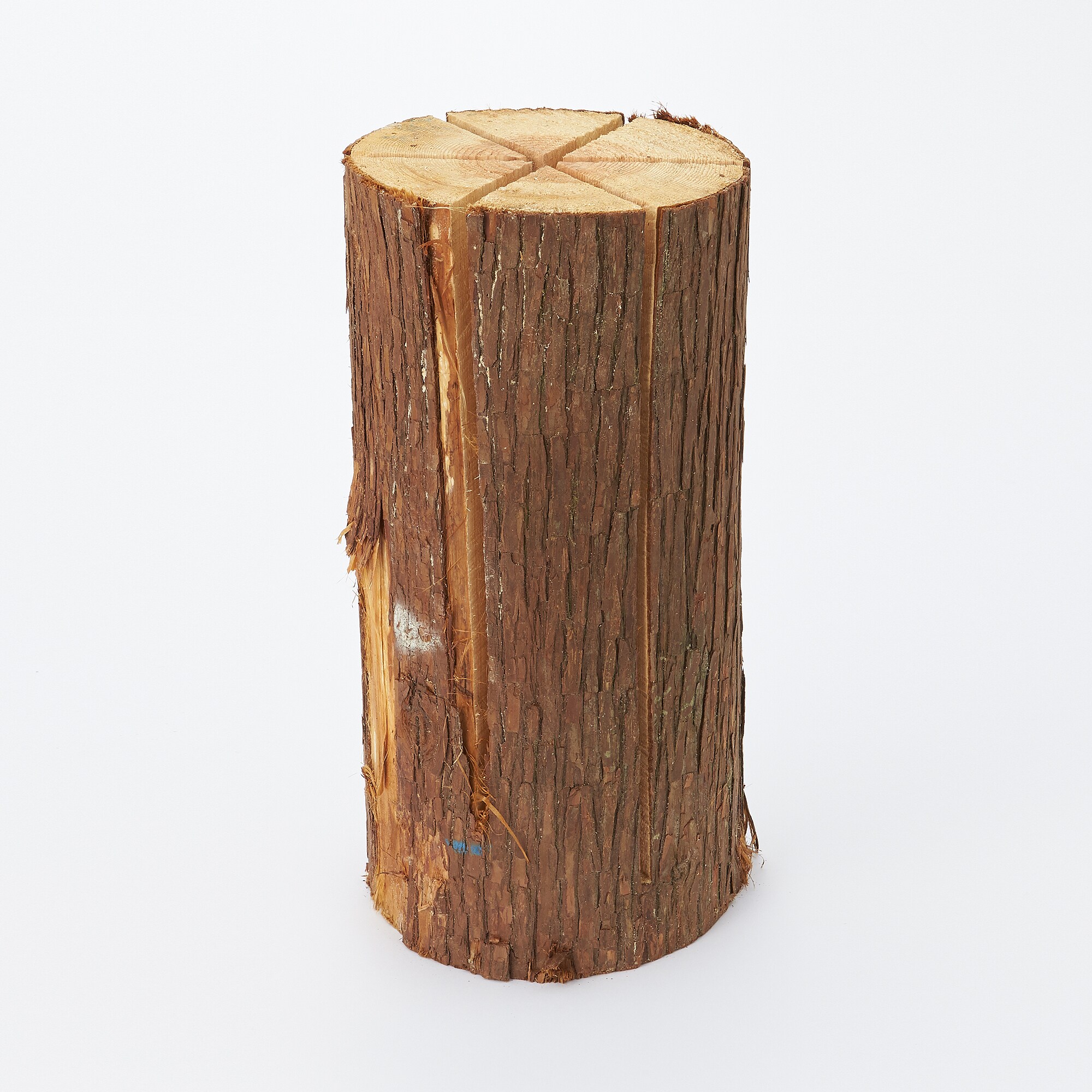 東京の木「スウェディッシュトーチ」（大)