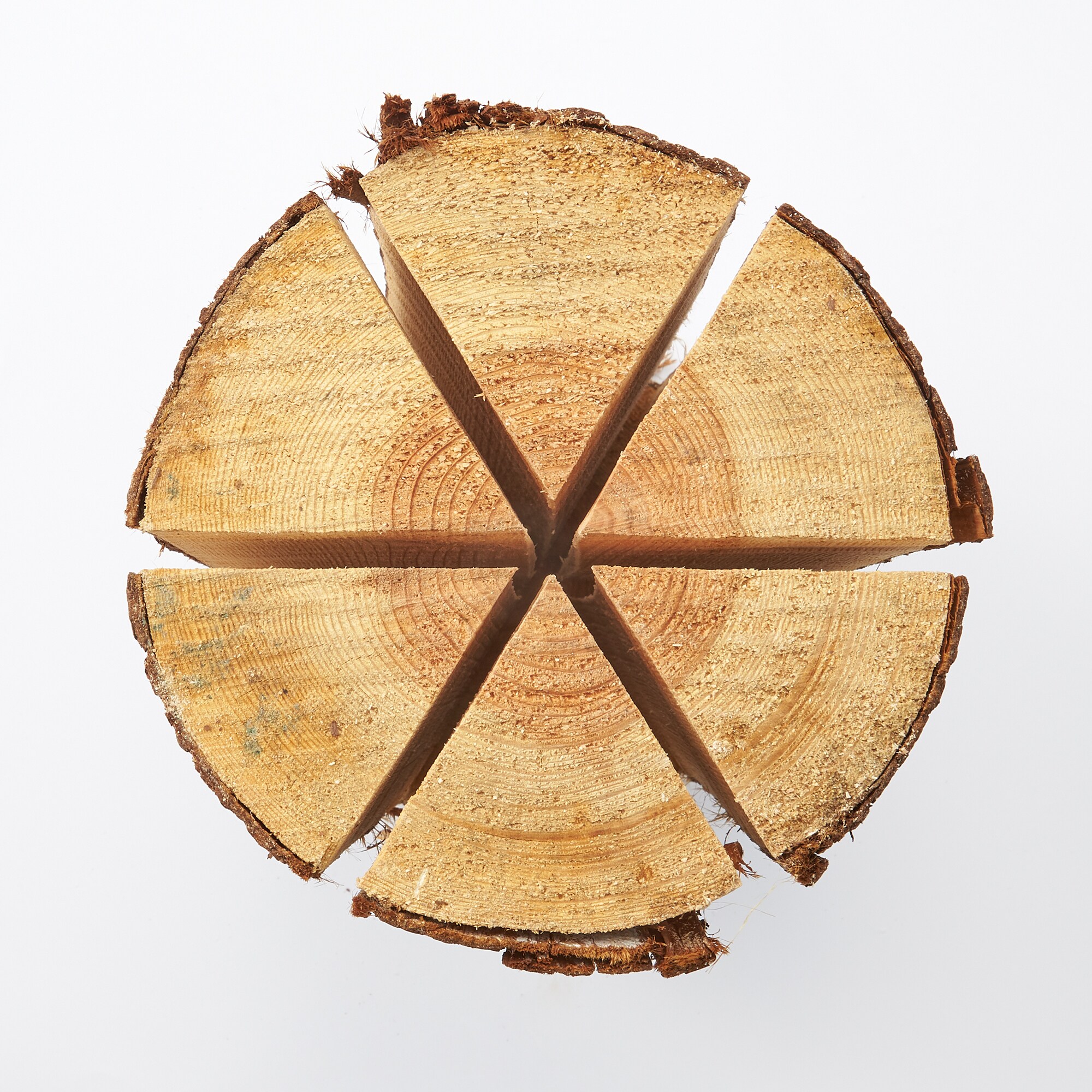 東京の木「スウェディッシュトーチ」（大)