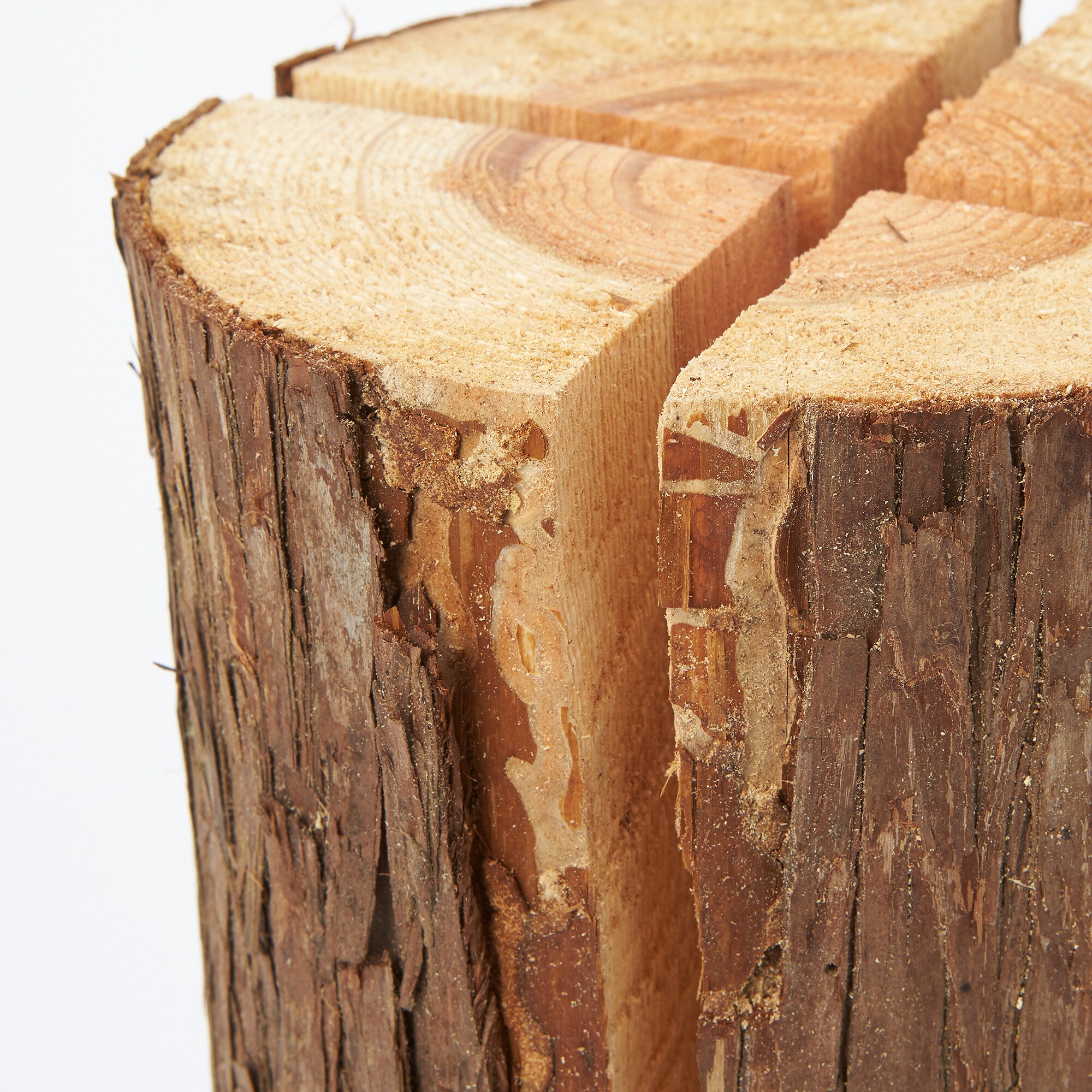 東京の木「スウェディッシュトーチ」（小)