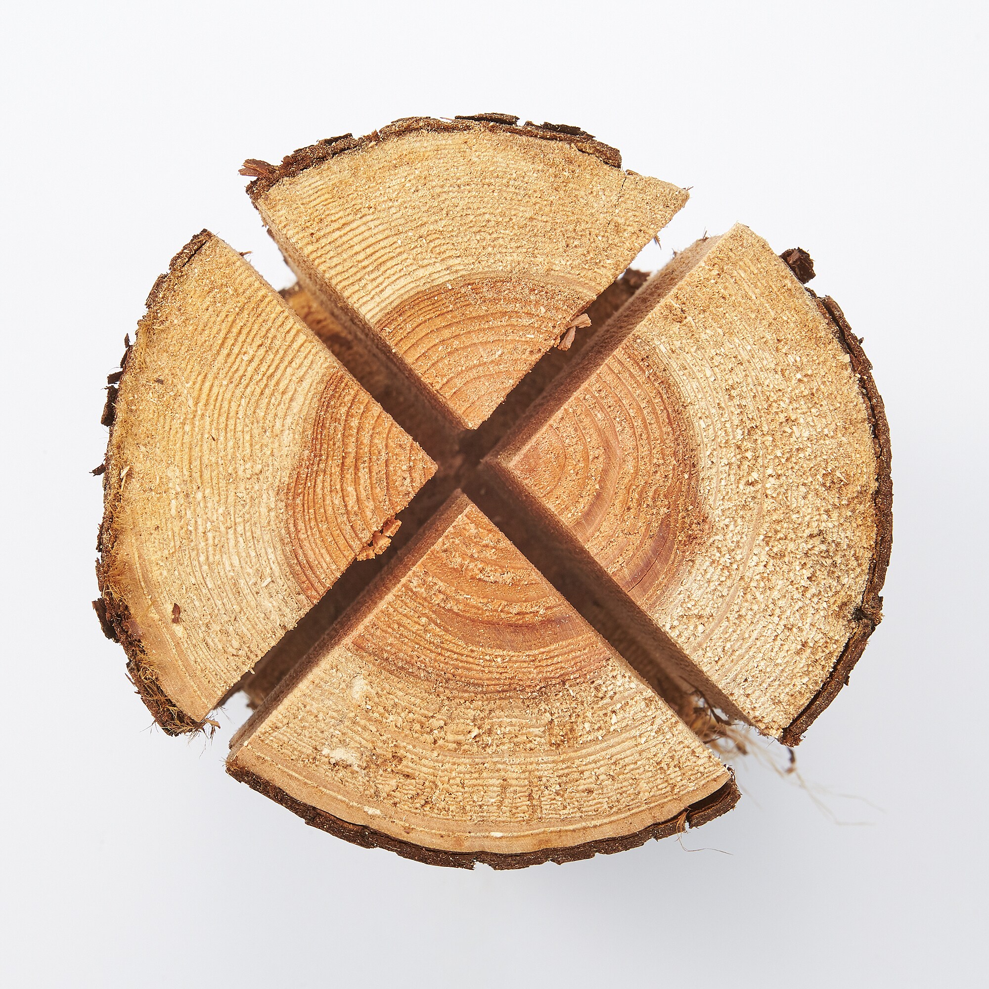 東京の木「スウェディッシュトーチ」（小)