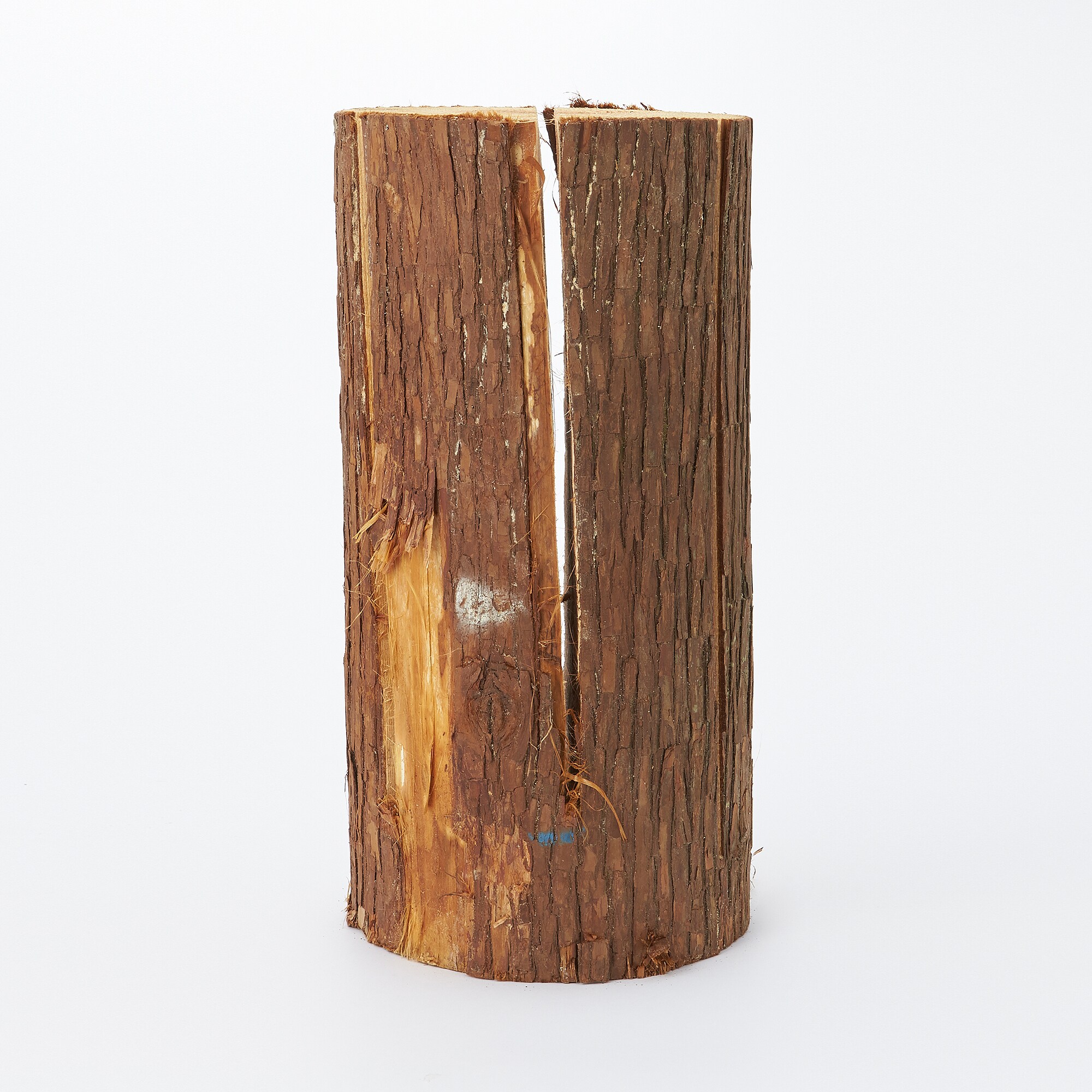 東京の木「スウェディッシュトーチ」（大)