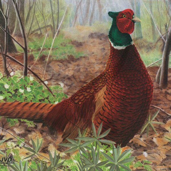 Pheasant Animal Face Target 10 Pack