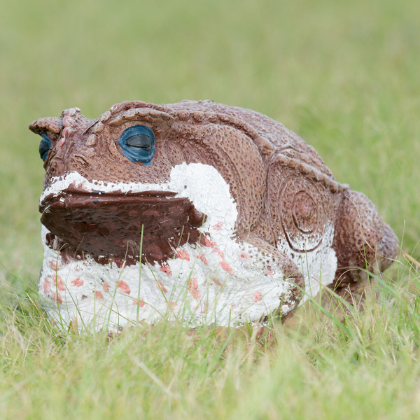 Wildcrete Cane Toad 3D Foam Target