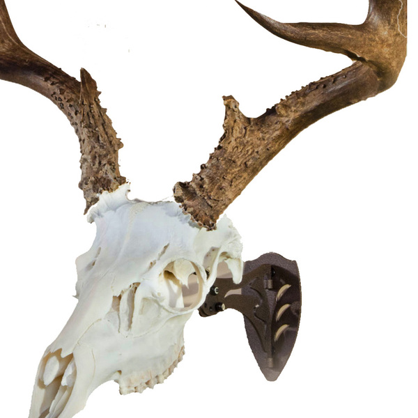 Skull Hooker - Little Hooker