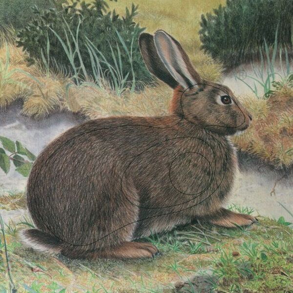 Rabbit Animal Face Target 10 Pack