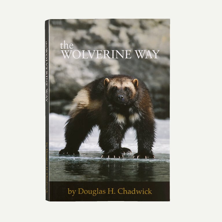 The Wolverine Way - Paperback Book by Douglas Chadwick from Patagonia