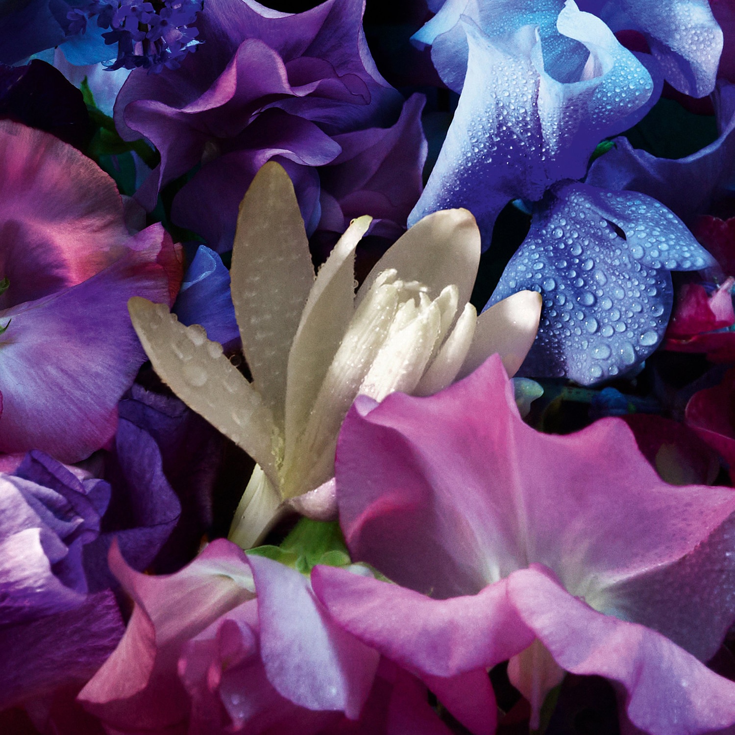 Absolus Allegoria - Florabloom Eau de Parfum