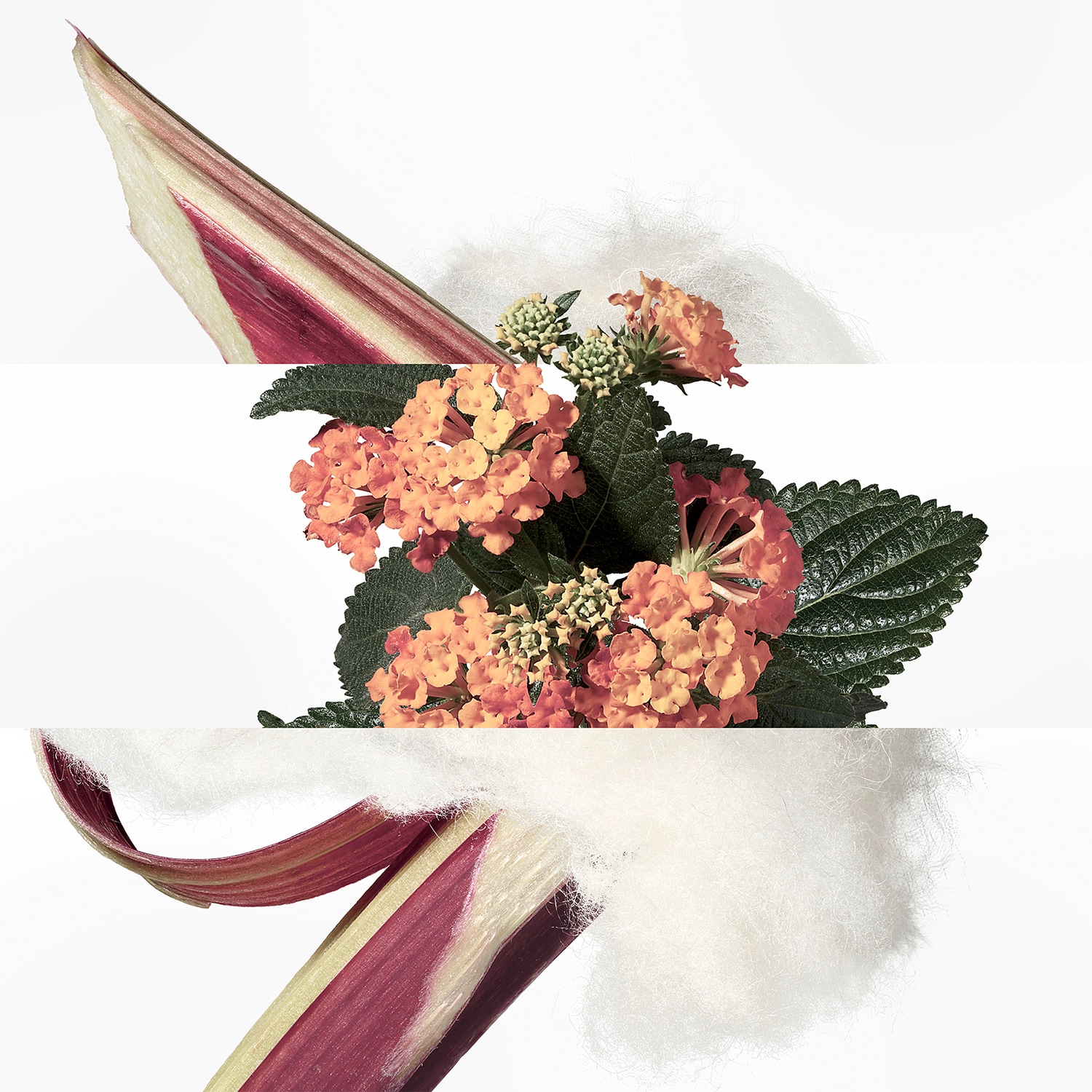 Eau de rhubarbe &eacute;carlate - Eau de Cologne