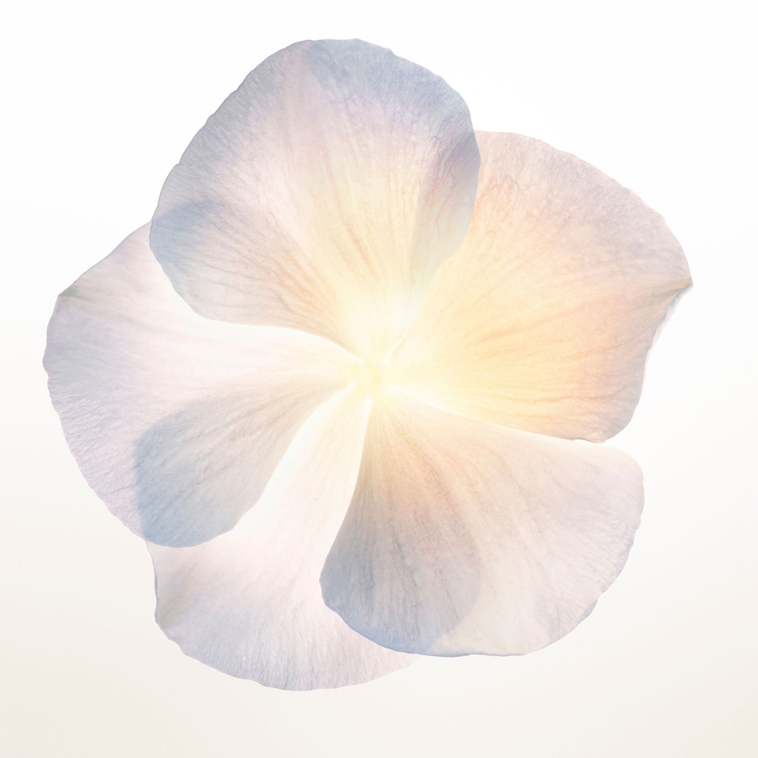 NARCISO Poudr&eacute;e - Eau de Parfum Amaderada Floral Empolvada