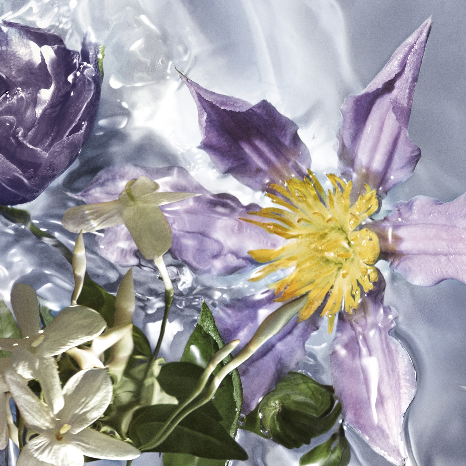 Aqua Allegoria Flora Salvaggia - Eau de Toilette