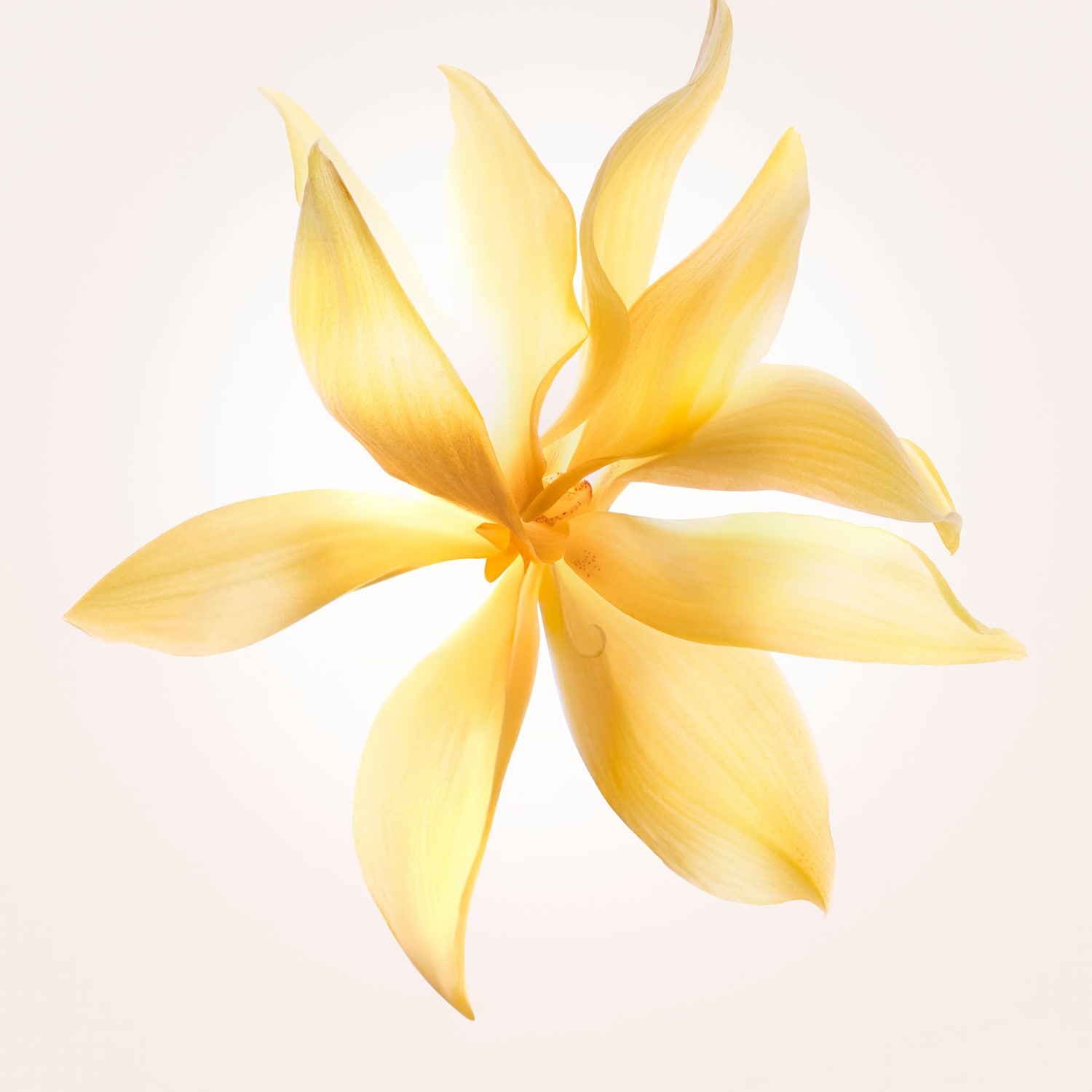 NARCISO Ambr&eacute;e - Eau de Parfum Amaderada Ambarada