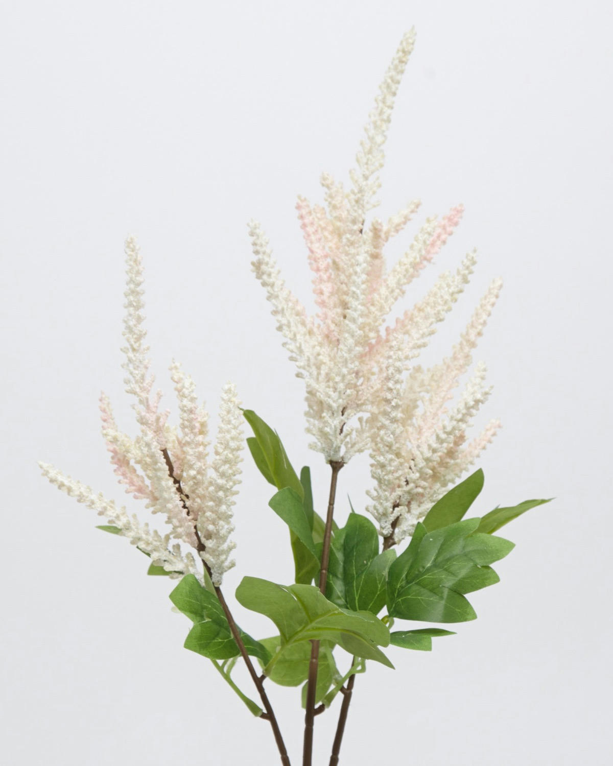 Astilbe Stem