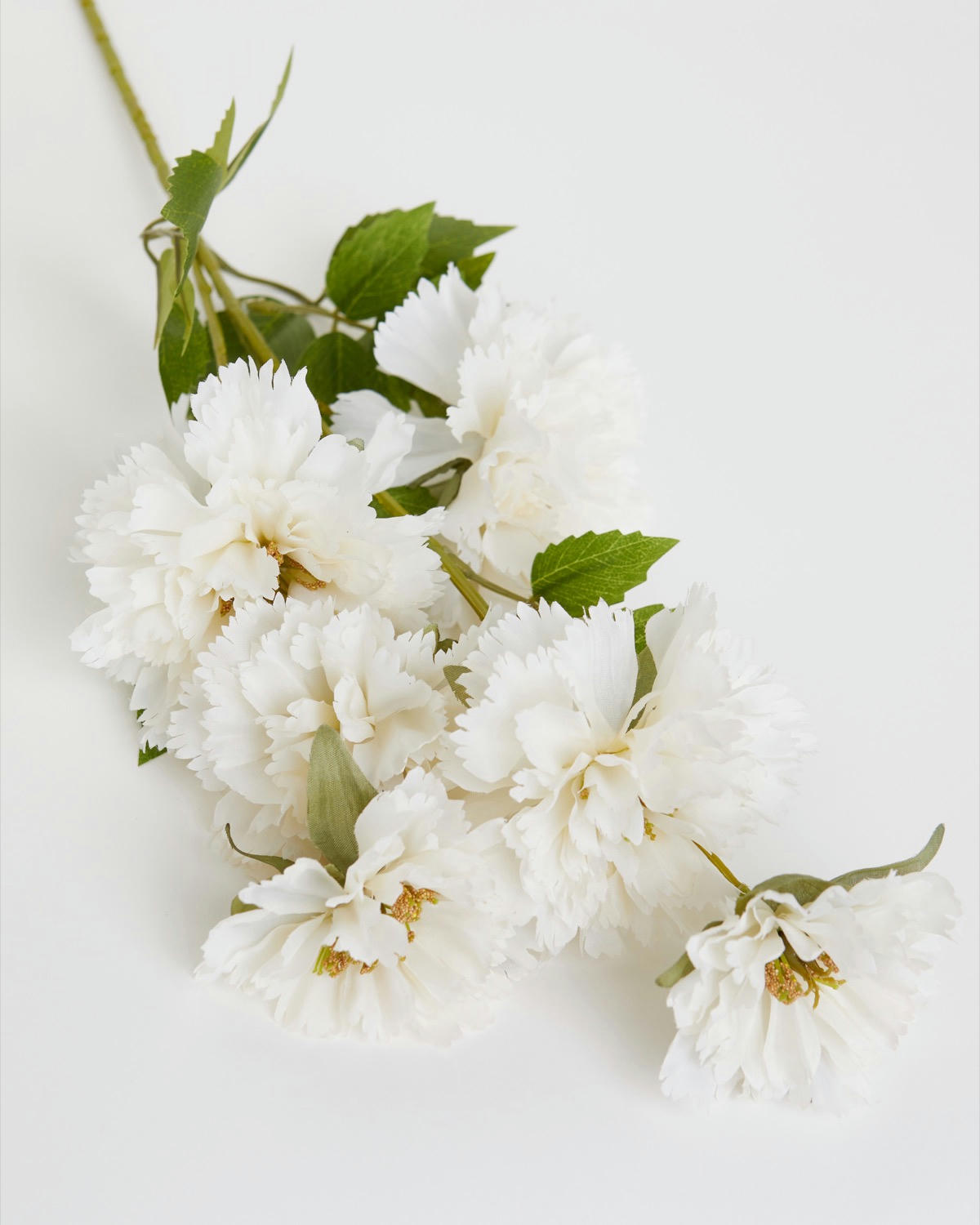 Paul Costelloe Living Multi Stem Peony