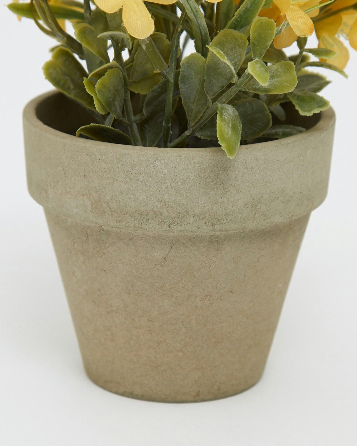 Small Potted Plant