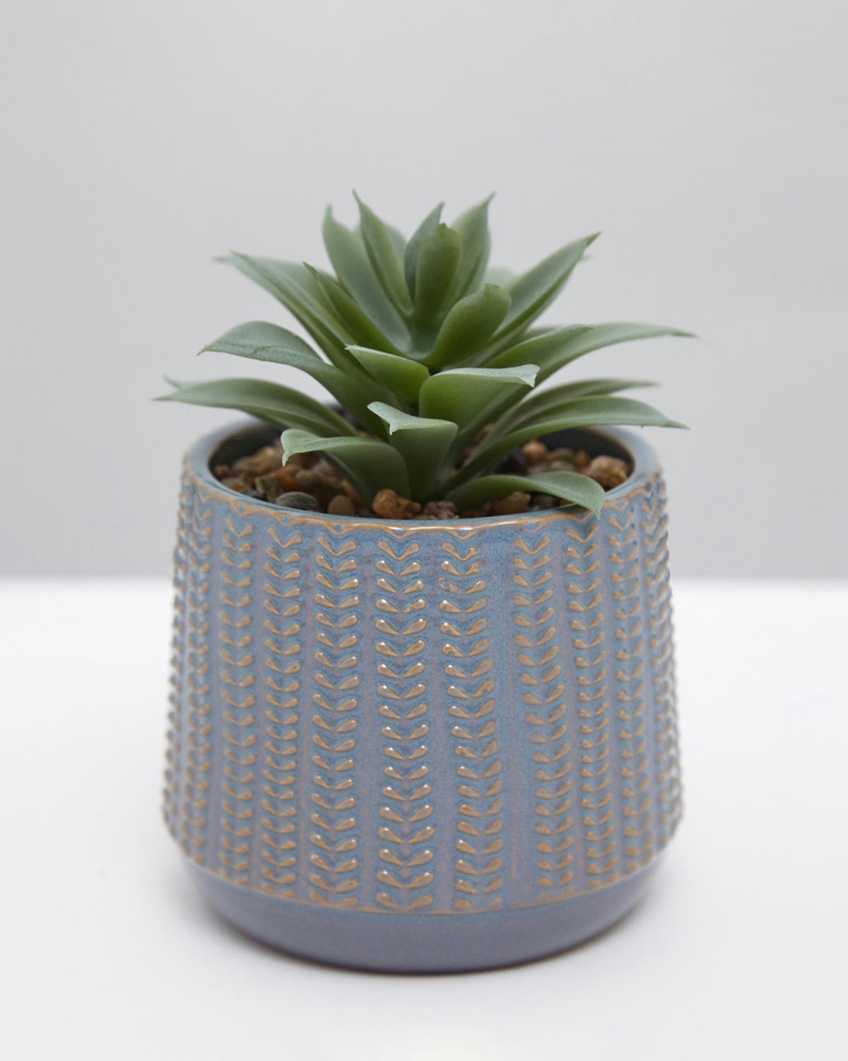 Carolyn Donnelly Eclectic Succulent In Pot