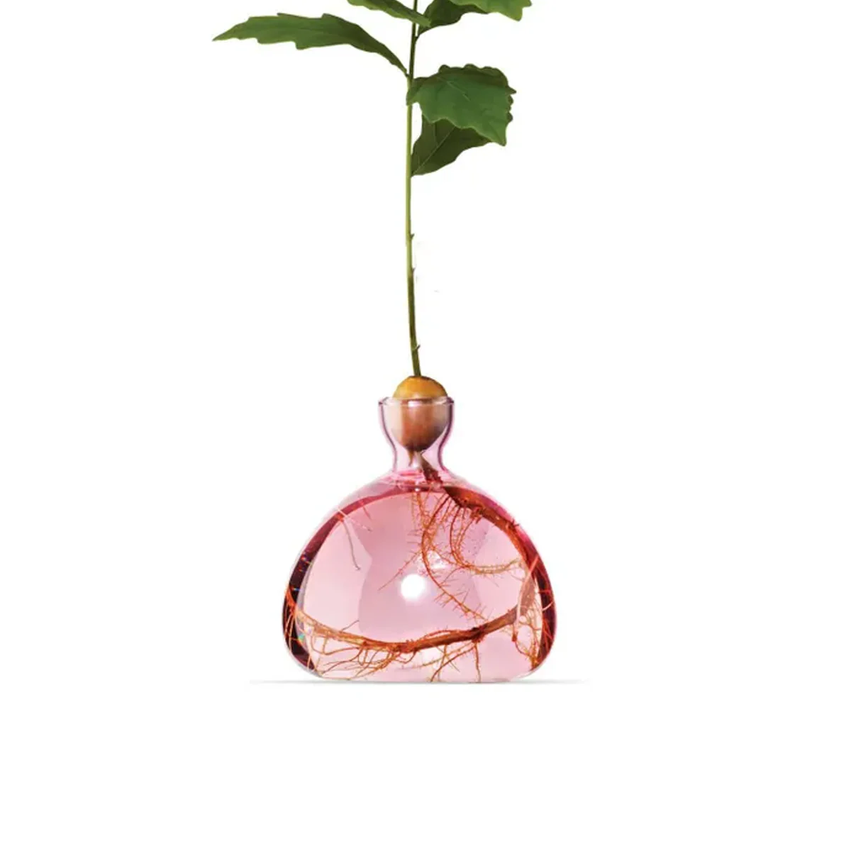 Vase en verre pour gland