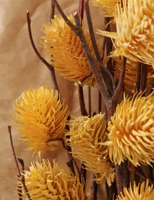 Dried Thistle Bouquet