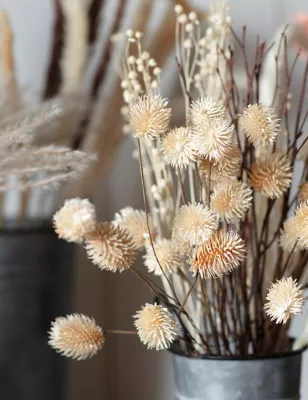 Dried Thistle Bouquet