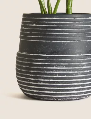 Artificial Calathea Plant In Concrete Pot