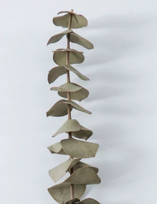 Dried Eucalyptus Bouquet