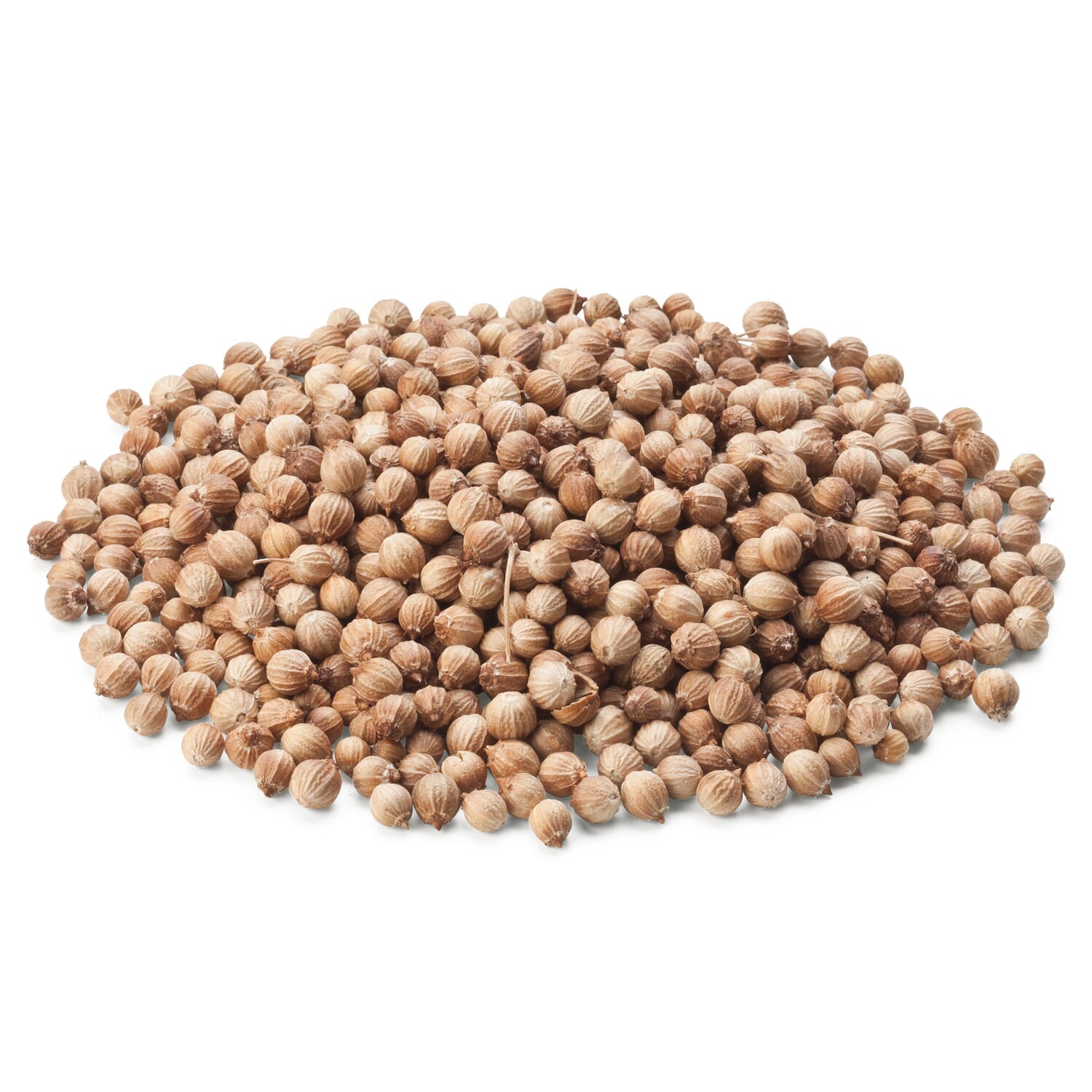 Coriander