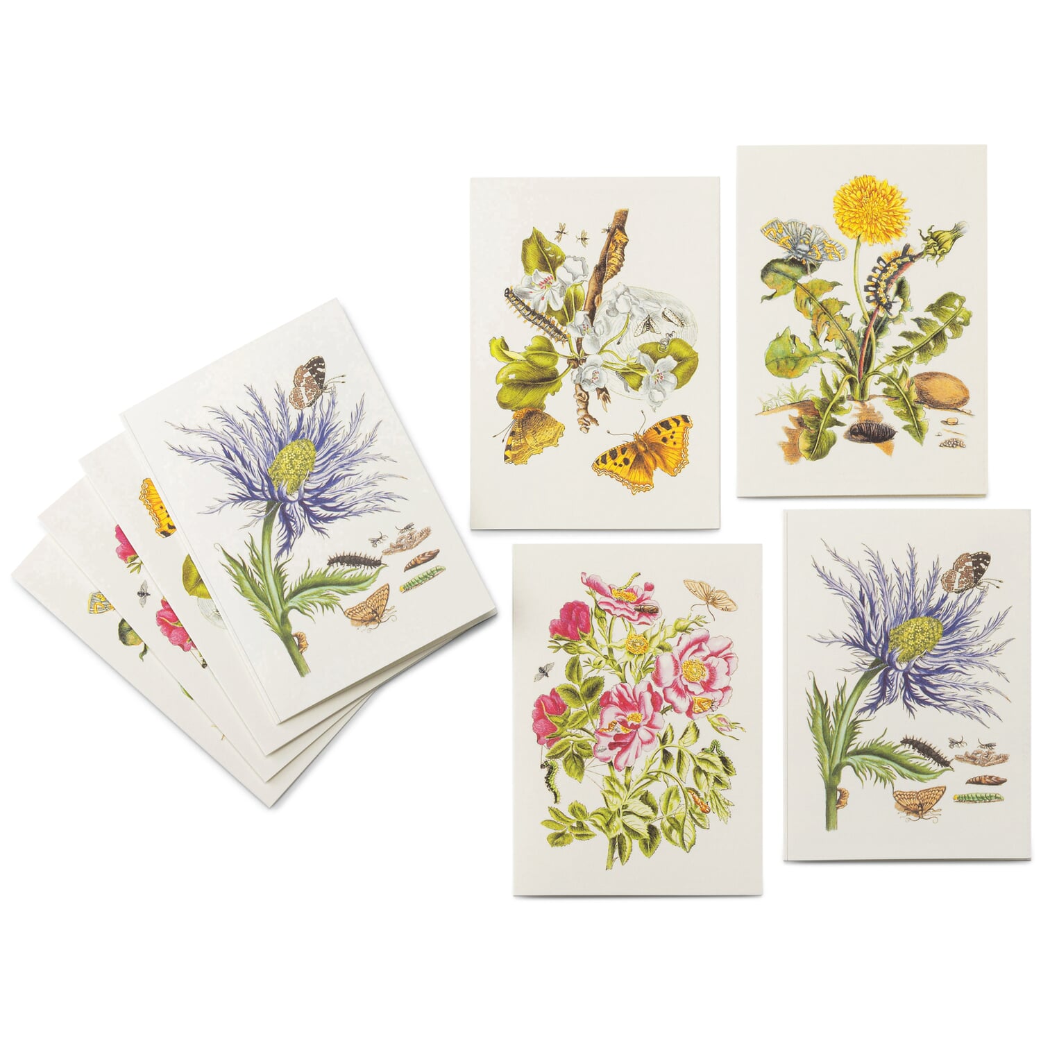 Greeting cards flower motifs Maria Sibylla Merian