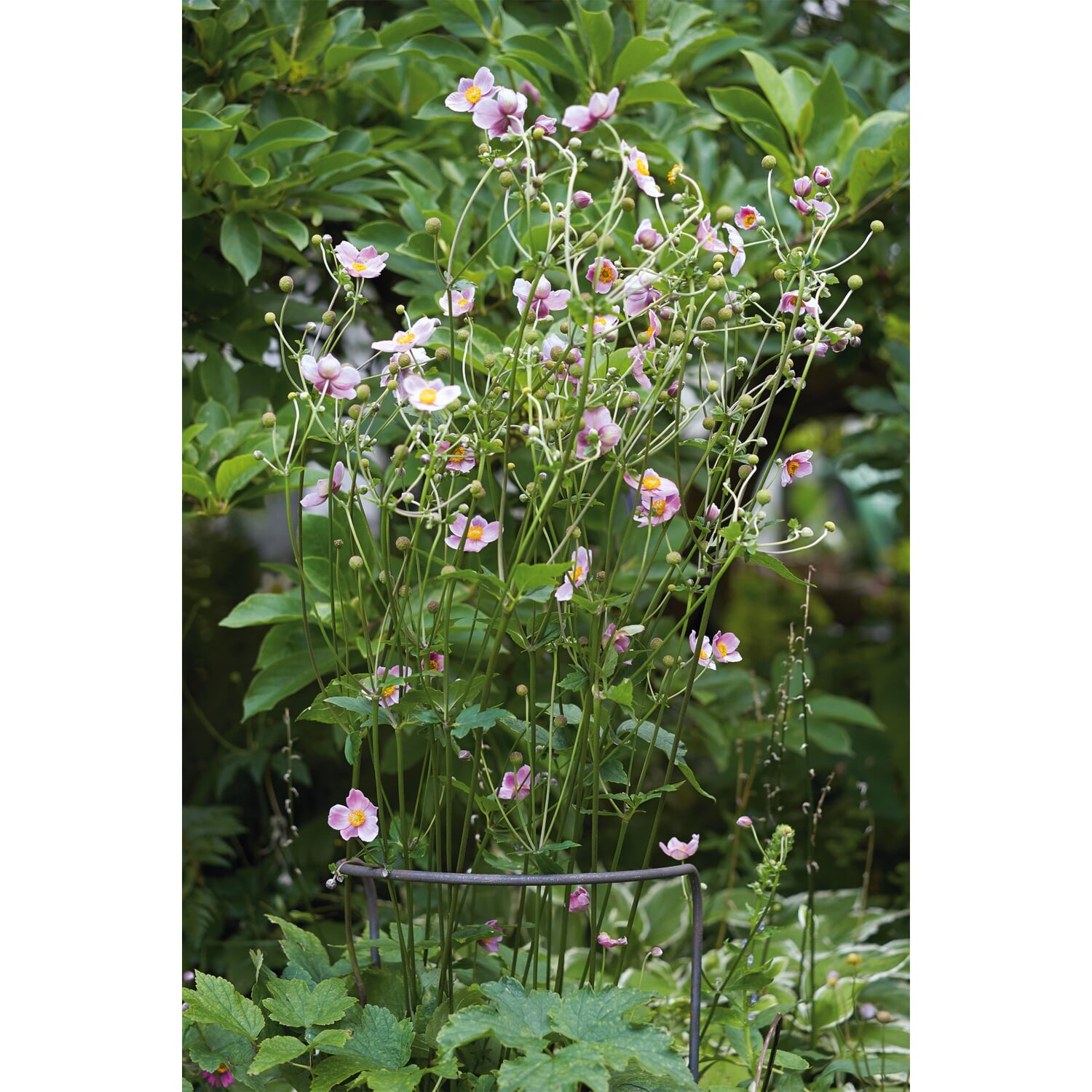 Plant support steel wire half round