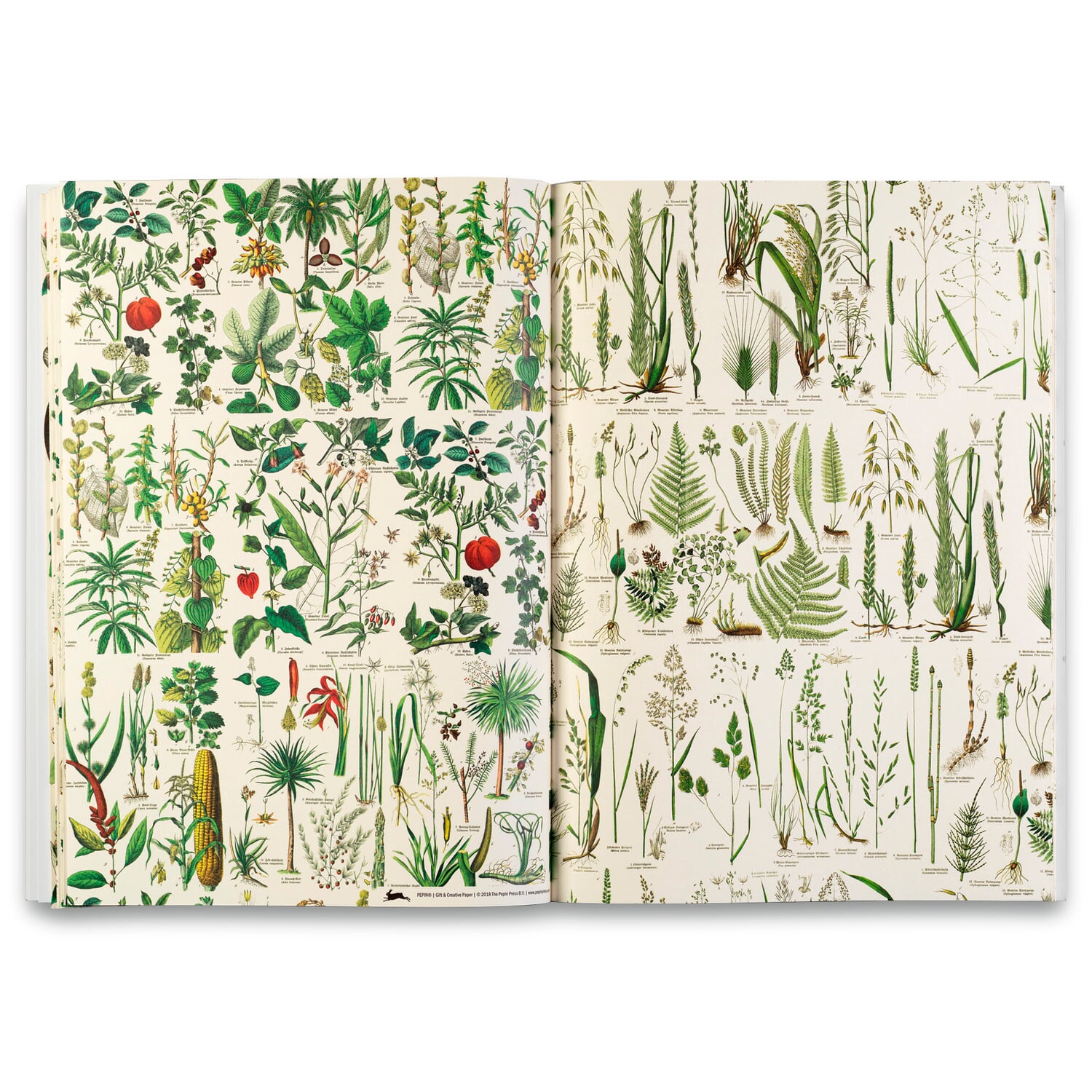 Wrapping paper Pepin