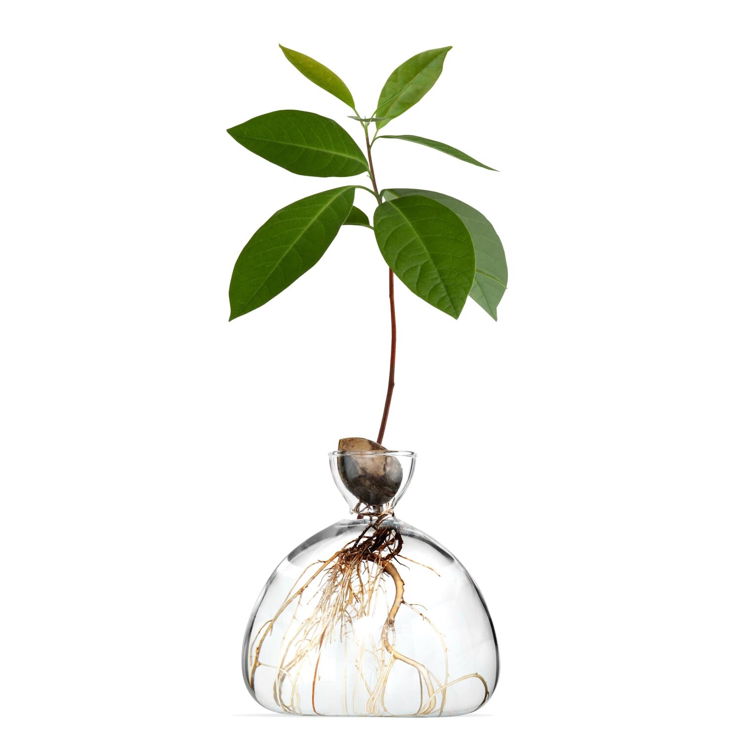 Ilex seedling jar