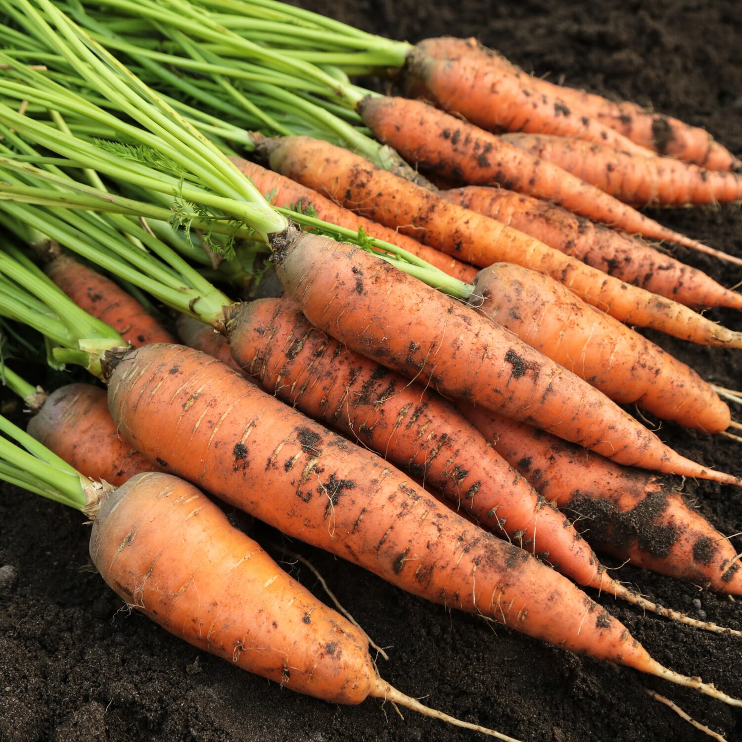 Seed set in a wooden box