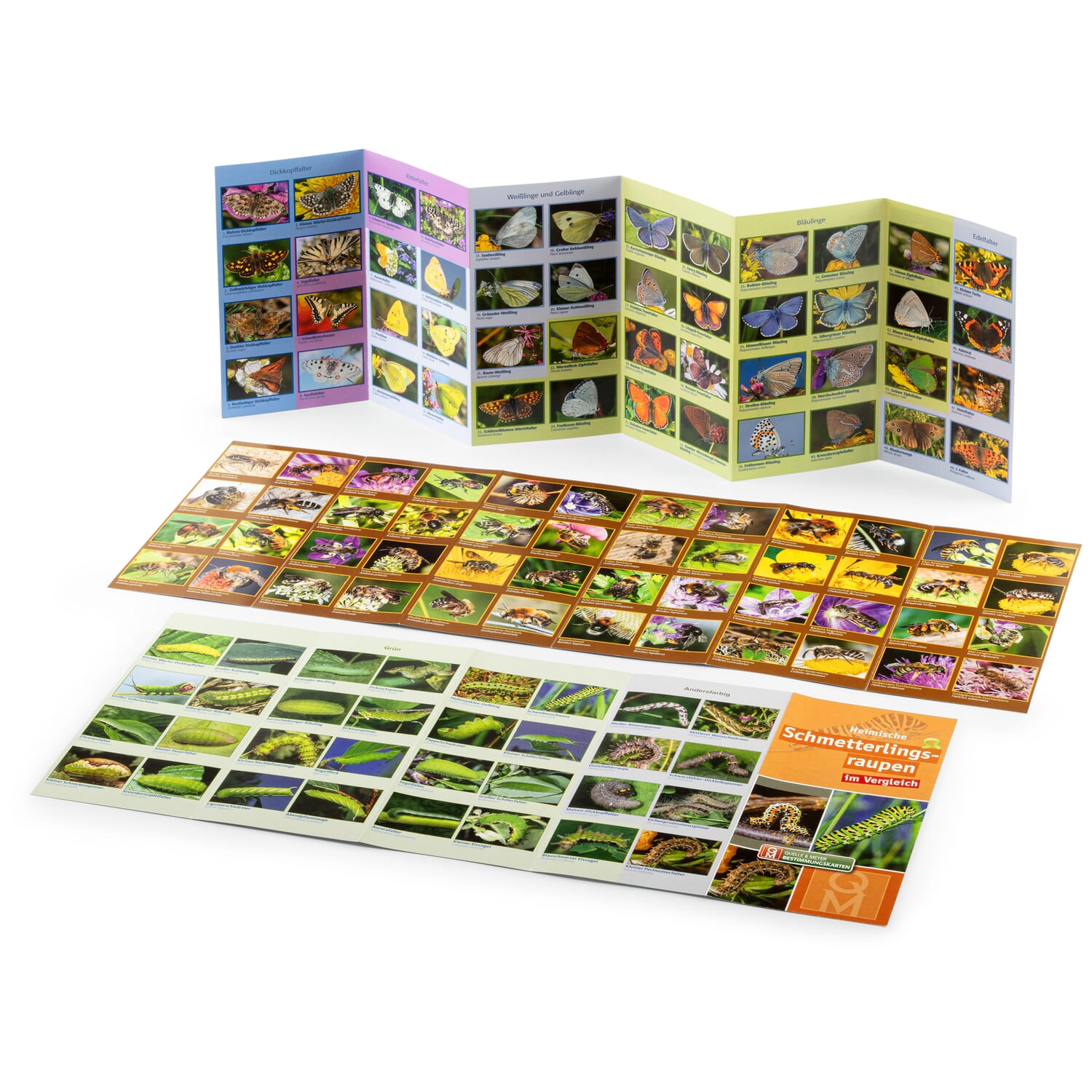 Insect identification cards (3 pieces)