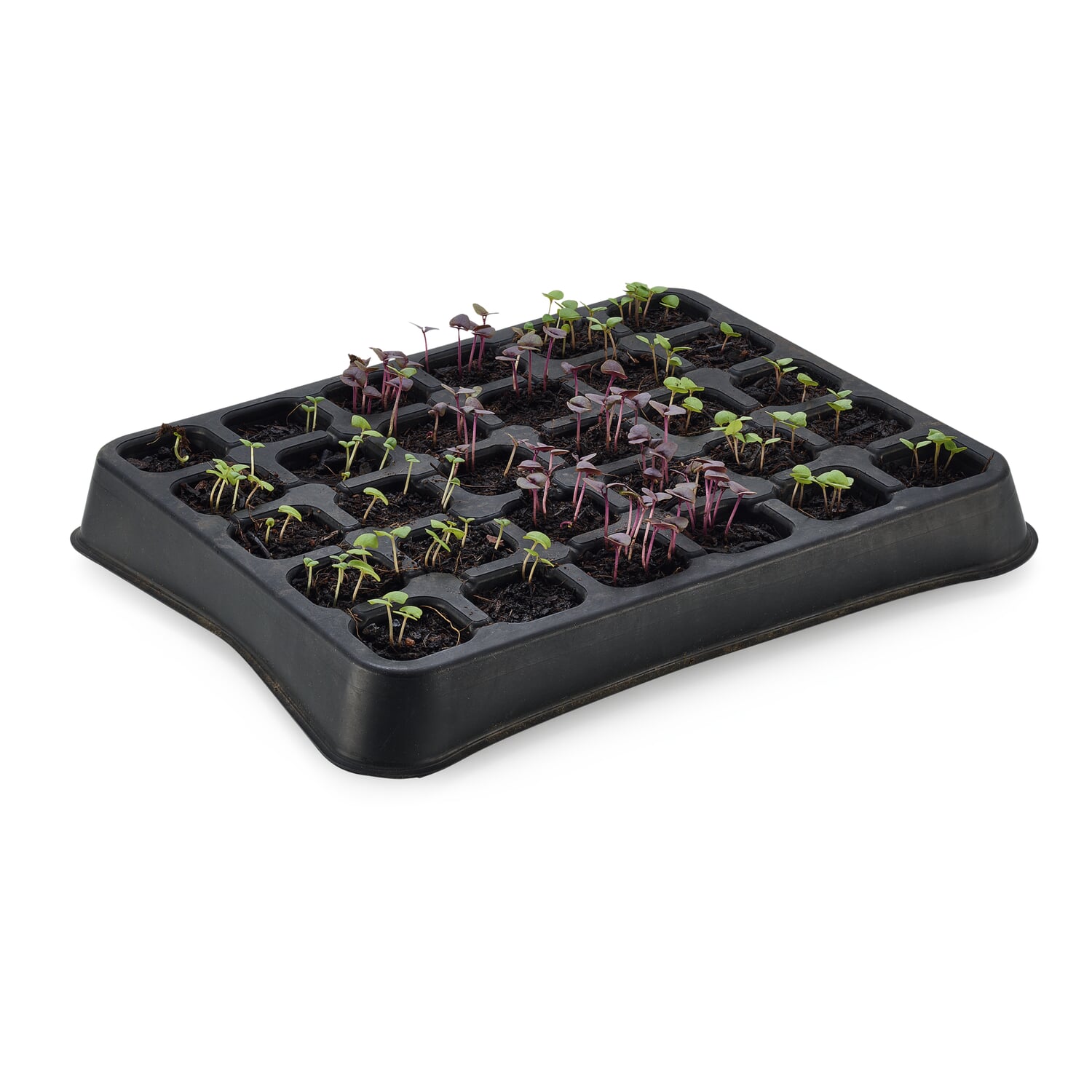 Growing Plate Natural Rubber