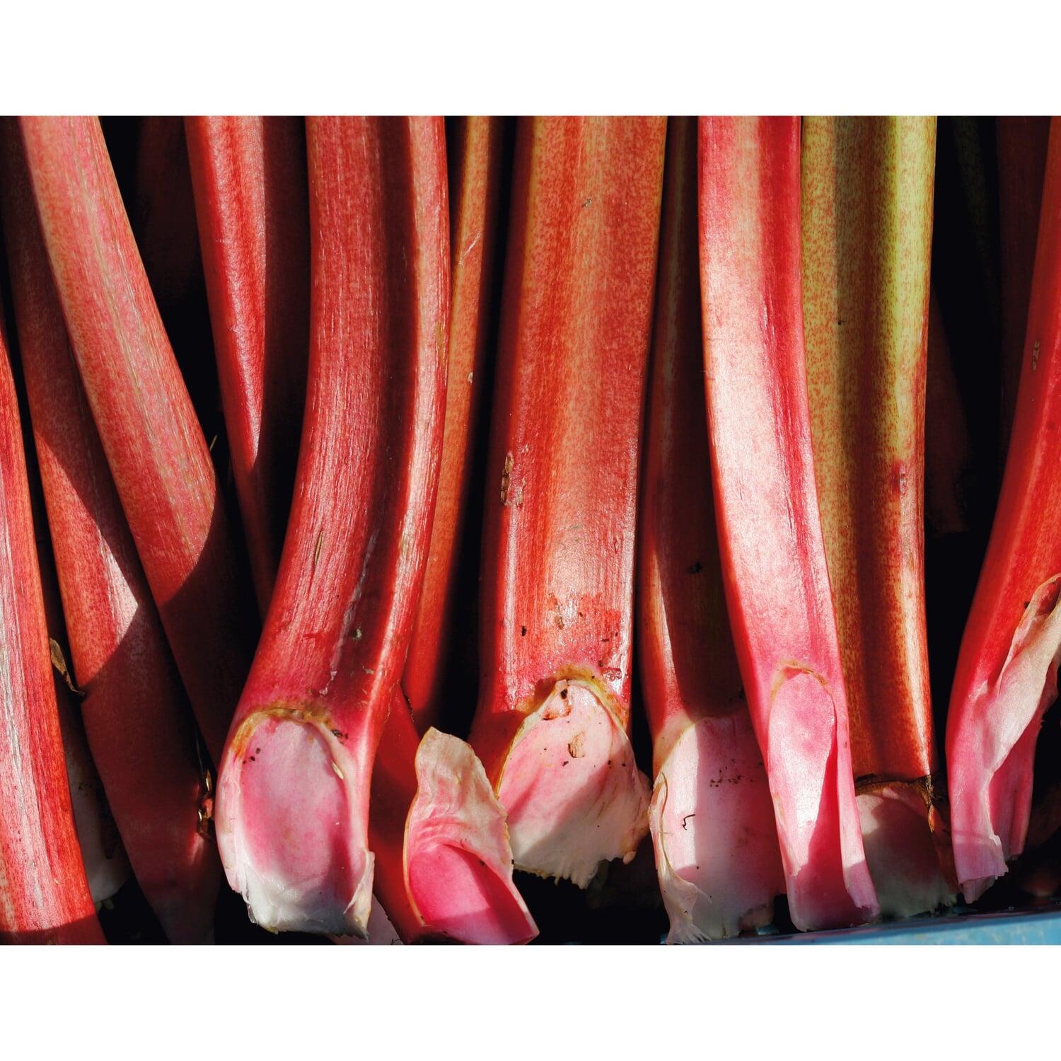 Rhubarb nectar