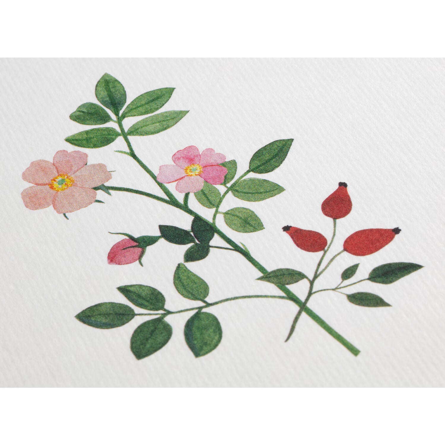 Greeting cards flowers