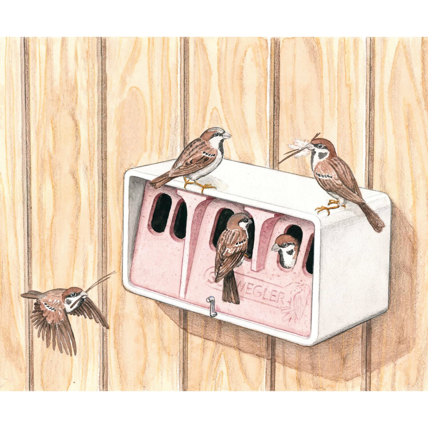 Sparrow colony house wood concrete