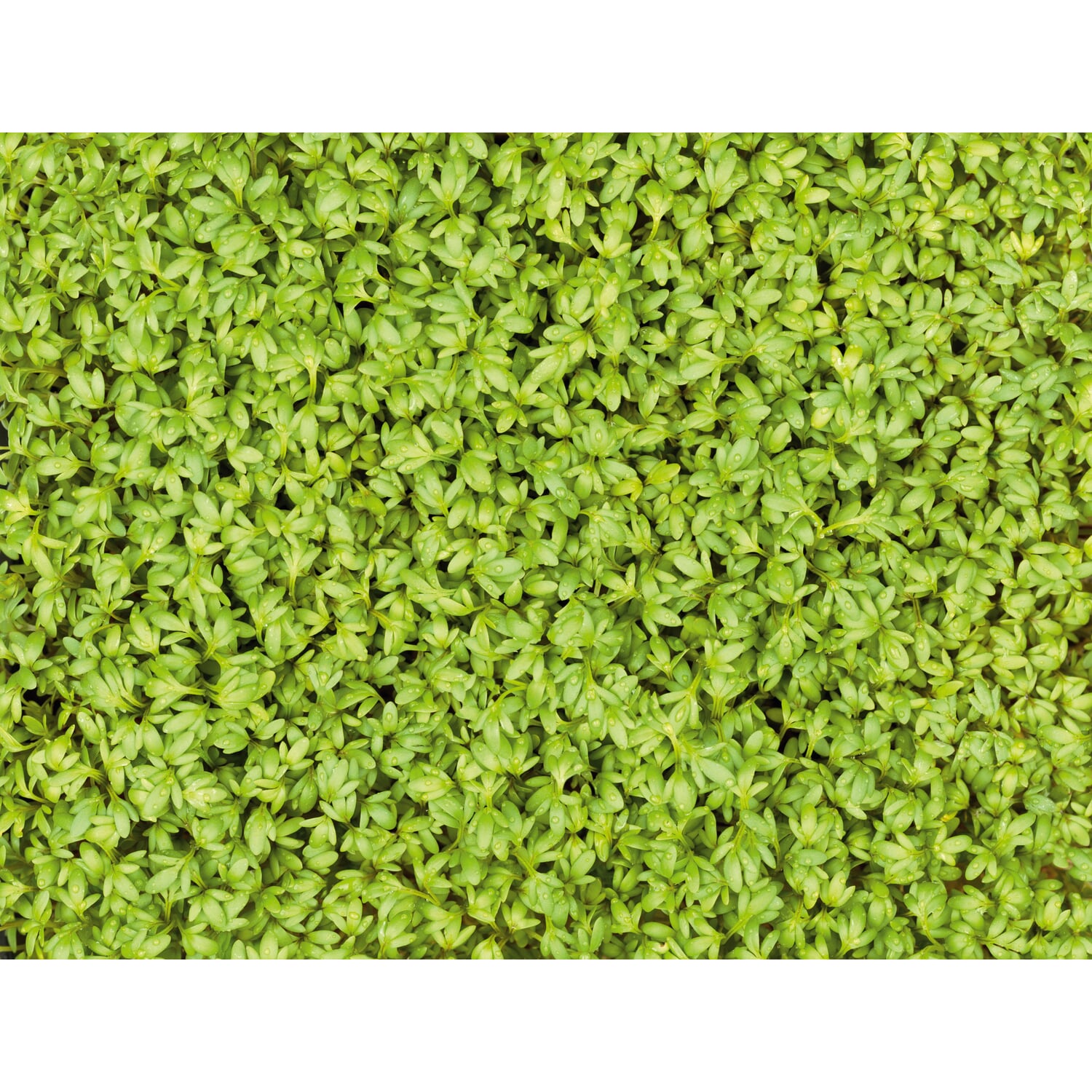 Microgreens Organic Seed Pad