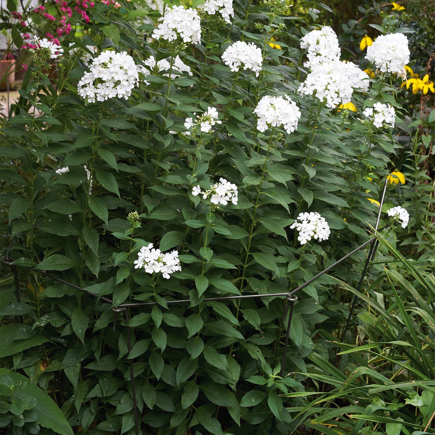 Plant support variable