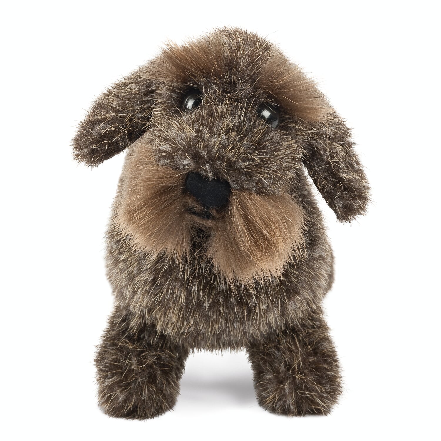 K?sen Roughhaired Dachshund