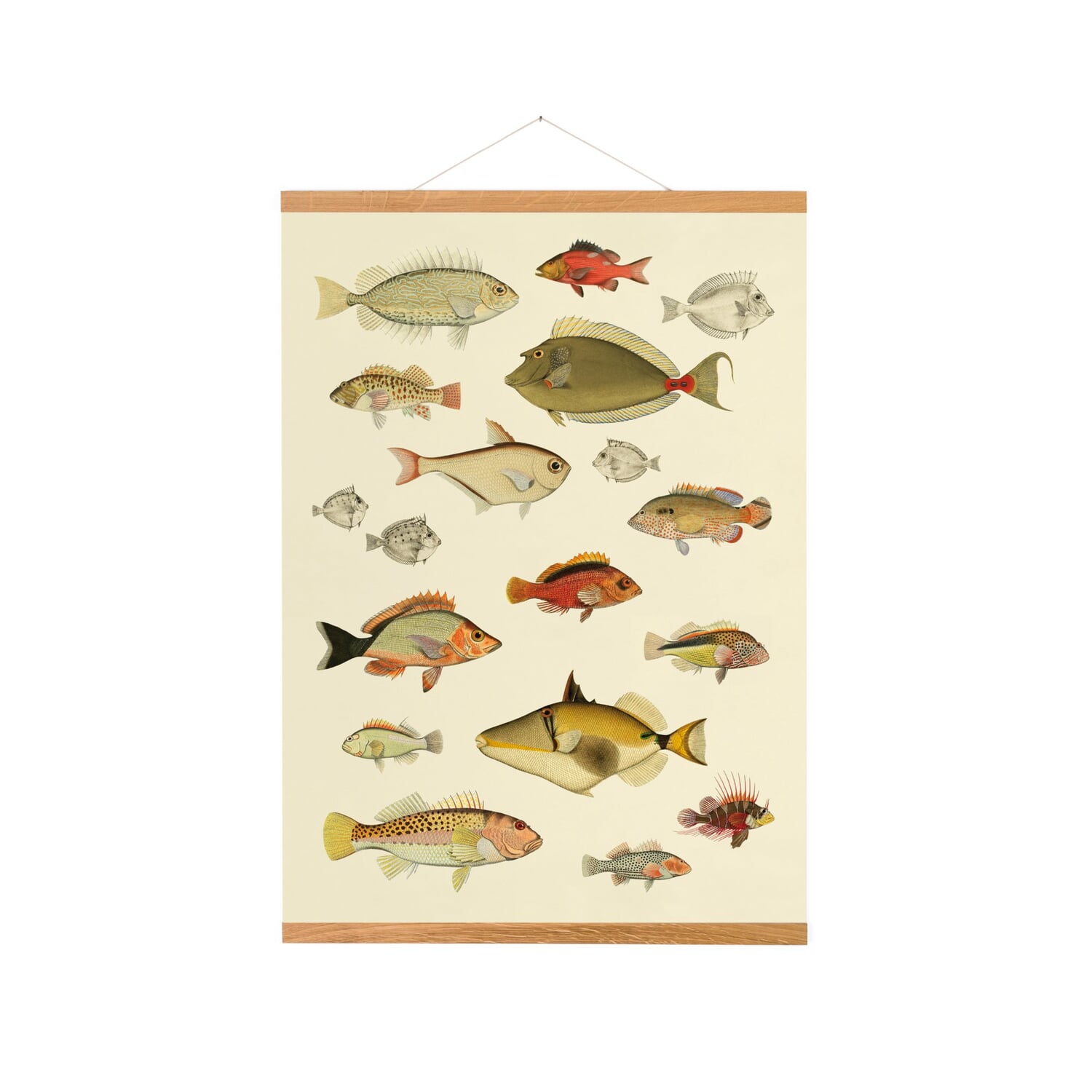 Picture rail oak wood magnetic